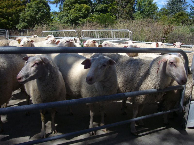 Sheep queue for milkage